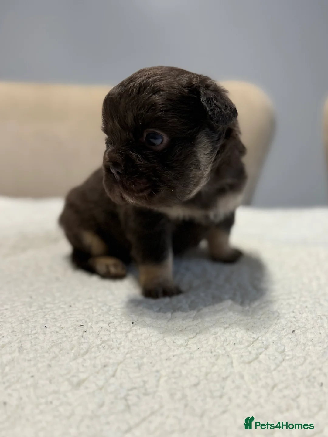 French Bulldog dogs for sale: Full fluffy French bulldogs  - Advert 9