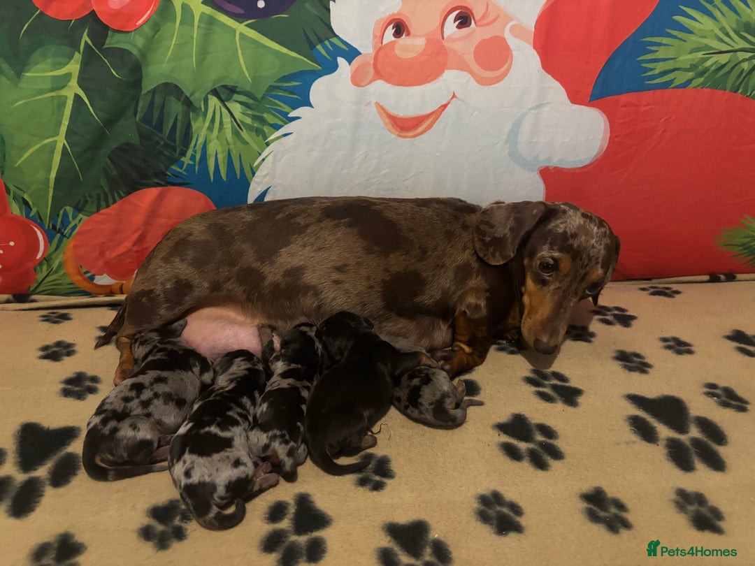 Miniature Dachshund dogs for sale: Miniature Dacshhund puppy available - Advert 2