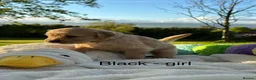 Golden Retriever dogs for sale: MGolden Retriever Puppies – Ready from 12th June - Advert 14