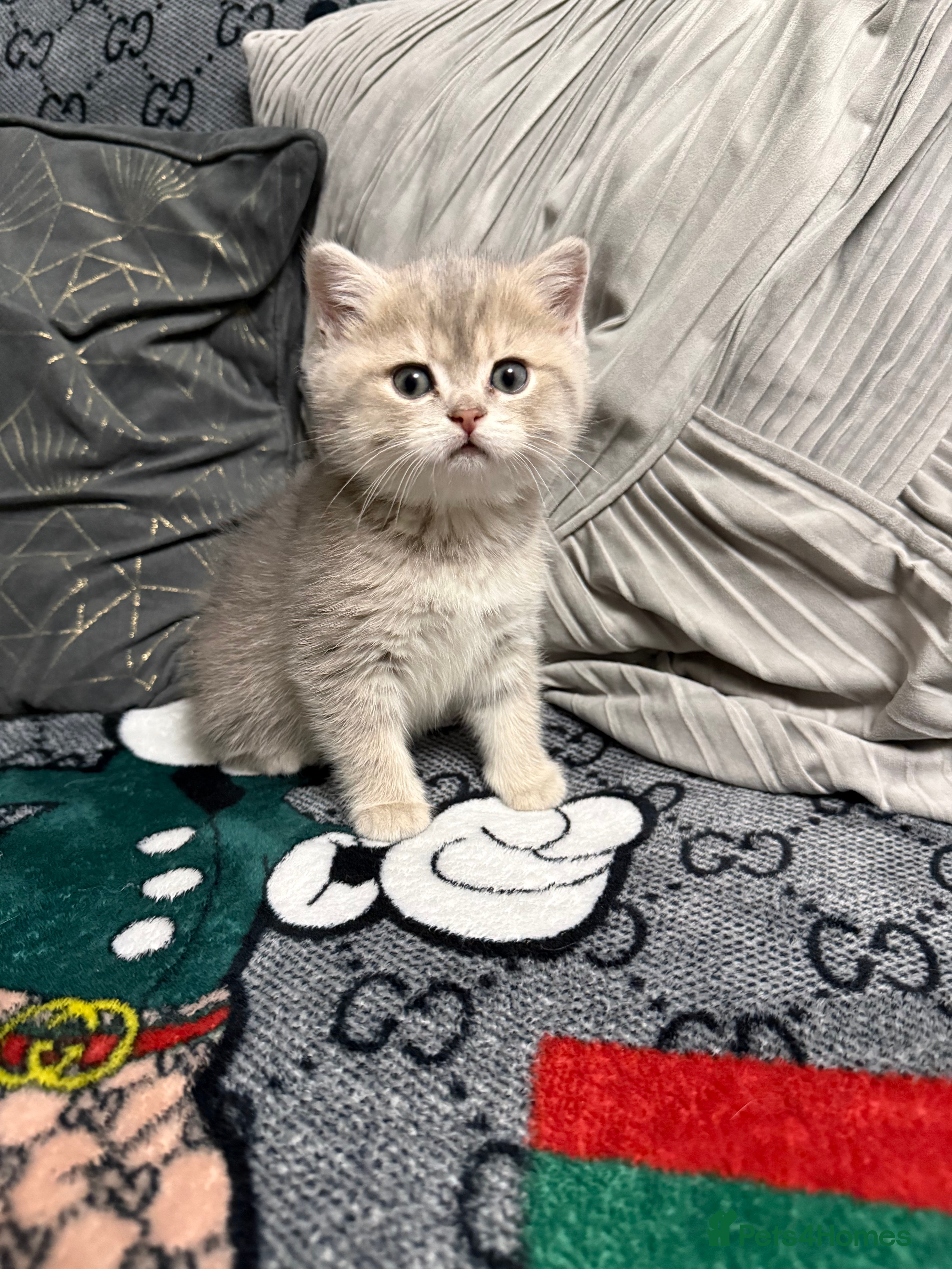 British Shorthair cats British shorthair silver tipped - Advert 5