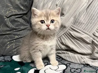 British Shorthair cats British shorthair silver tipped - Advert 5