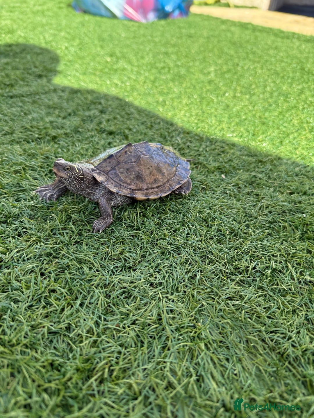 Turtle reptiles for sale: Turtles  - Image 2