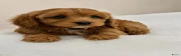 Cavapoo dogs for sale: ADORABLE F1 TOY CAVAPOOS - Advert 2