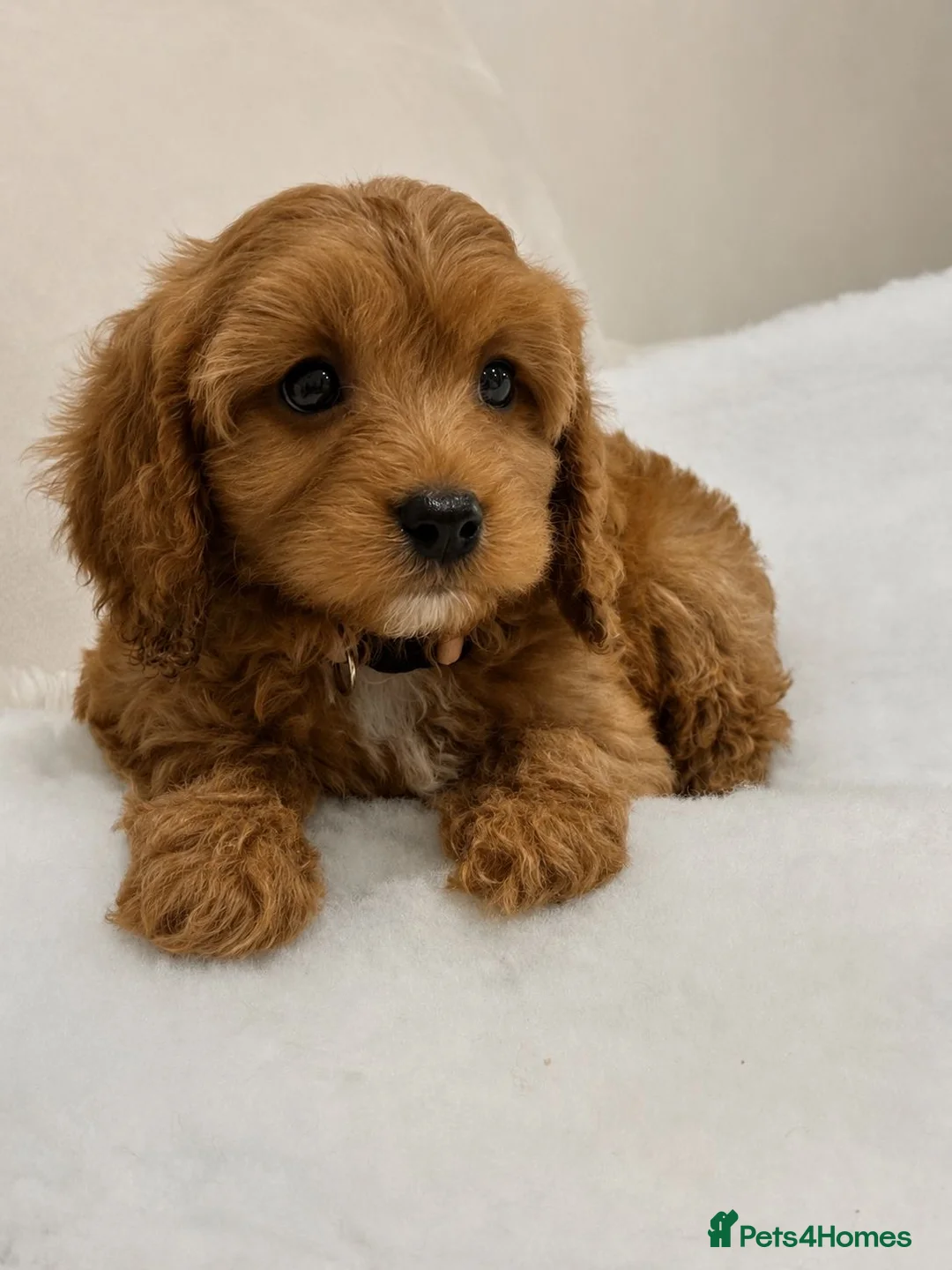 Cavapoo dogs for sale: ADORABLE F1 TOY CAVAPOOS - Advert 2
