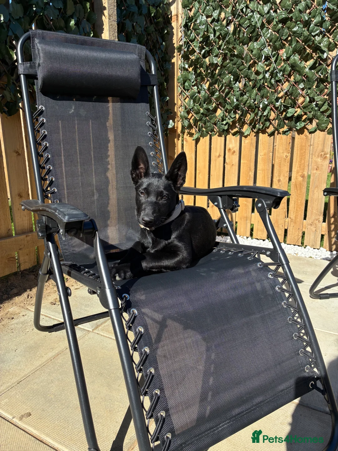 Belgian Shepherd Dog dogs for sale: Black Belgian mal 13 weeks  - Advert 2