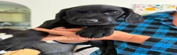 Mixed Breed dogs for sale: READY TO LEAVE NOW!  - Advert 3