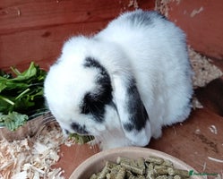 Mini Lop rabbits - Advert 1