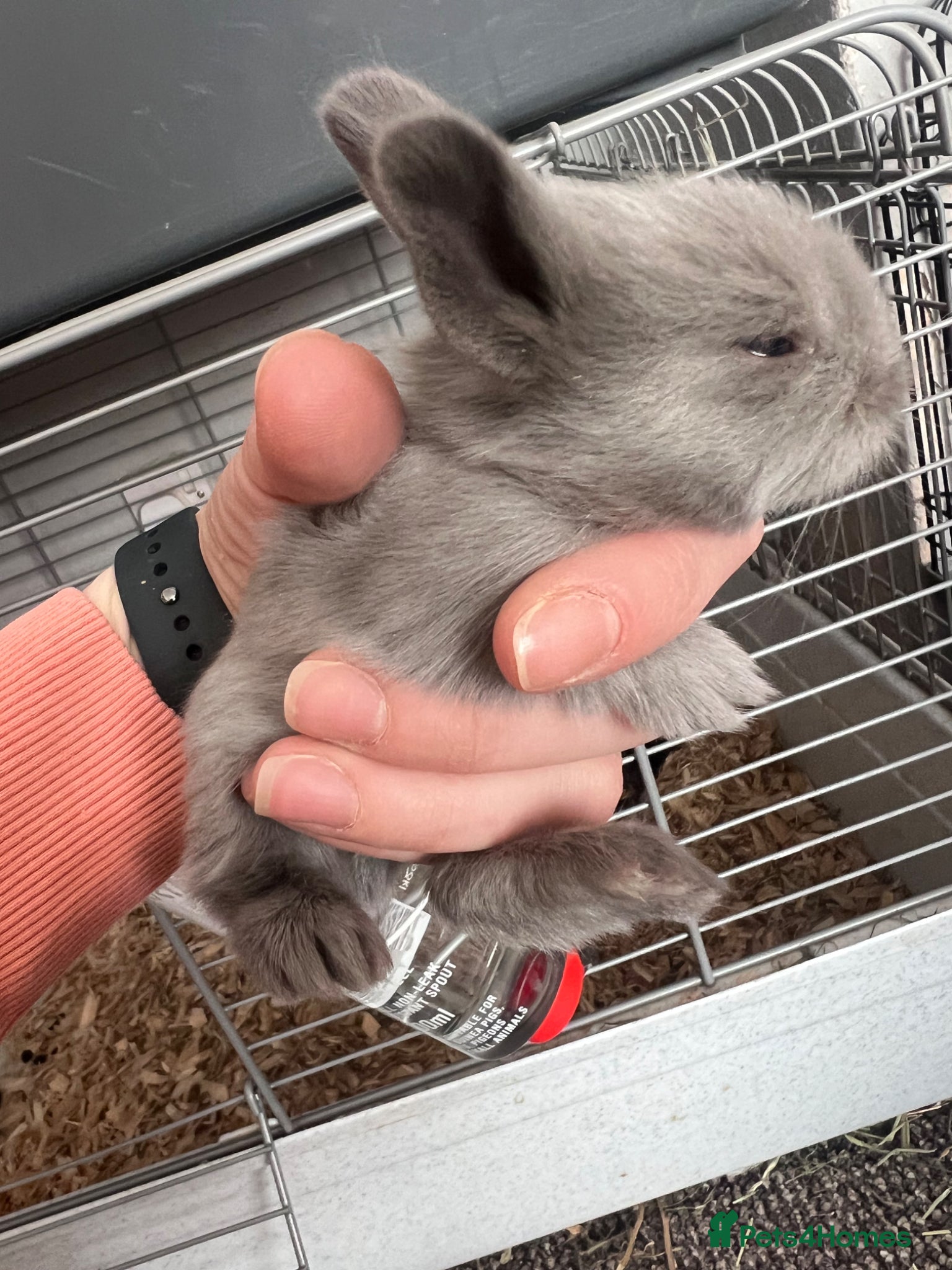 Lionhead rabbits Double Lionhead baby rabbits  - Advert 1