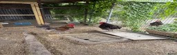 Chickens poultry for sale: Jersey Giant Cross Cockerel  in Melton Mowbray - Advert 6