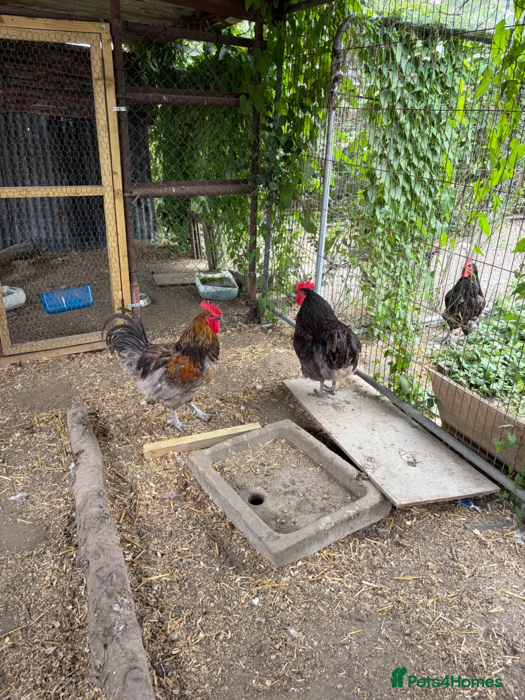 Chickens poultry for sale: Jersey Giant Cross Cockerel  in Melton Mowbray - Advert 6