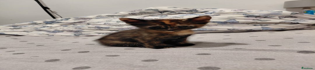 Mixed Breed Kitten 1