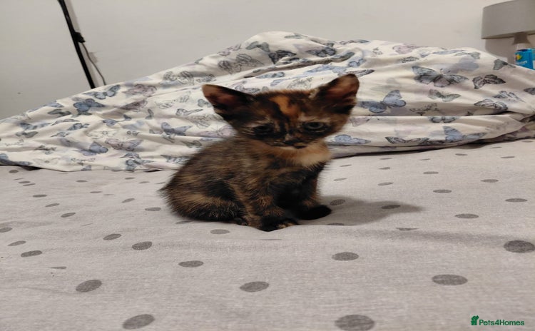 Mixed Breed cats 3 kittens, ready to leave on nov 25 - Advert 1