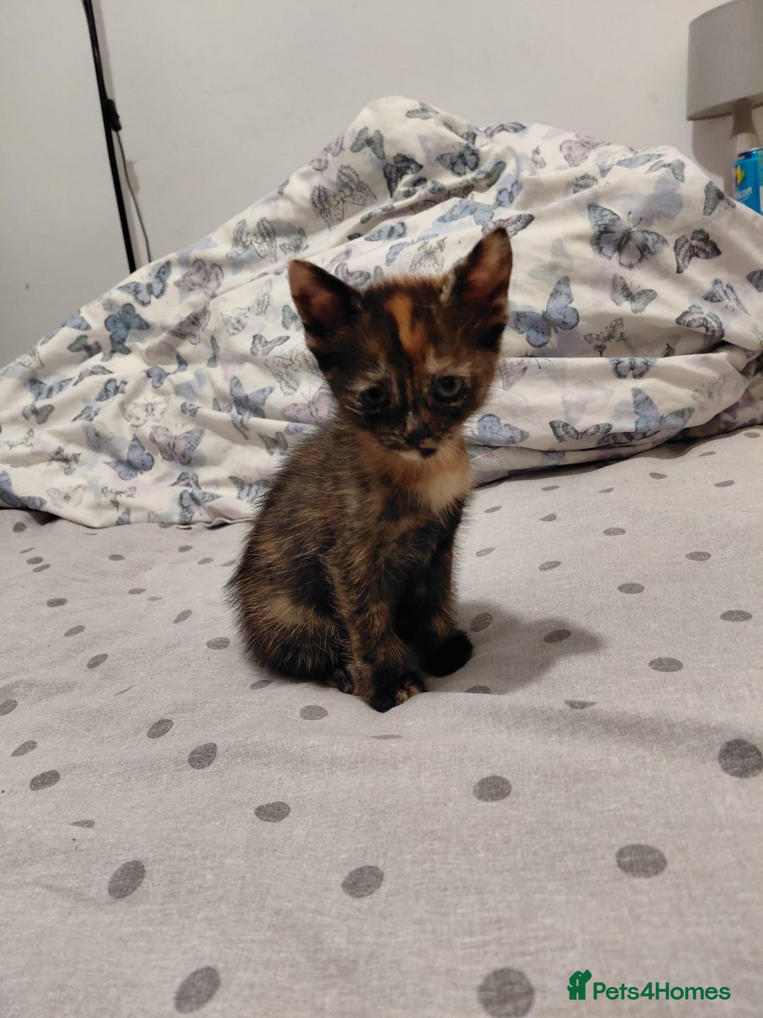 Mixed Breed cats for sale: 3 kittens, ready to leave on nov 25 - Advert 1