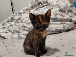 Mixed Breed cats for sale: 3 kittens, ready to leave on nov 25 - Advert 1