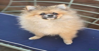 Pomeranian dogs - Advert 3