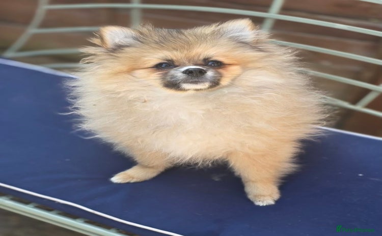 Pomeranian dogs - Advert 2