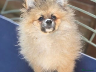 Pomeranian dogs - Advert 4