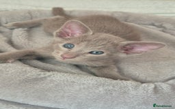 Oriental cats for sale: Oriental and Siamese Gccf registered kittens. - Image 25