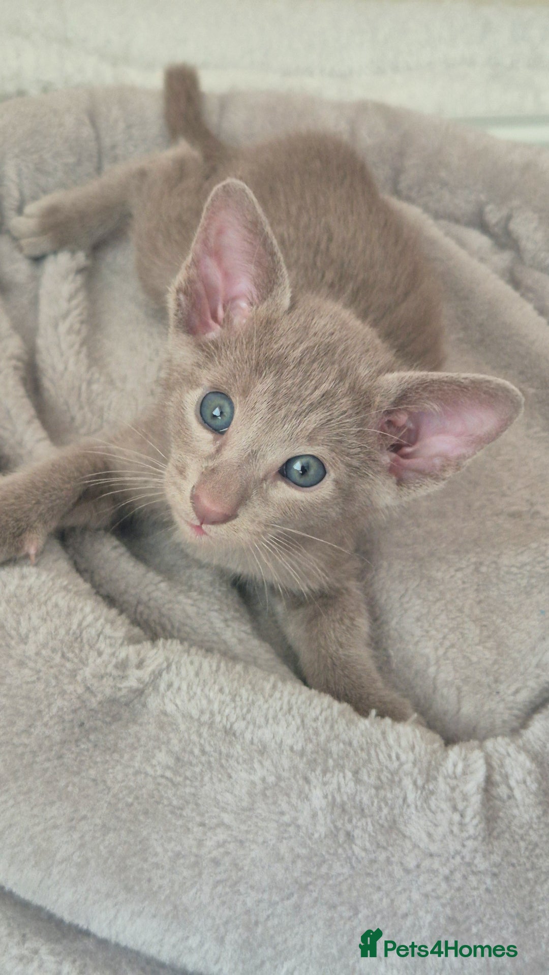 Oriental cats for sale: Oriental and Siamese Gccf registered kittens. - Image 25
