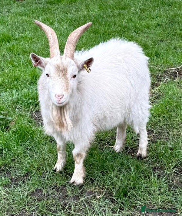 Goats livestock Young proven Pygmy Billy Goat - Advert 1