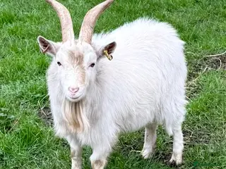 Goats livestock Young proven Pygmy Billy Goat - Advert 17