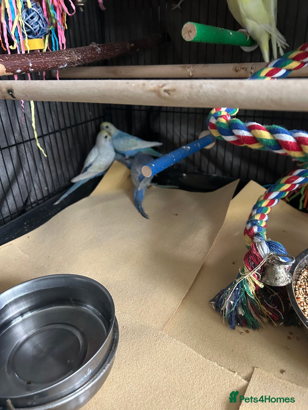 Budgerigars birds for sale: BEAUTIFUL BABY BUDGIES FIR SALE - Image 8