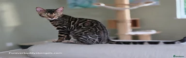 Bengal Kitten 1