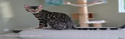 Bengal cats for sale: Gorgeous Health Tested Bengal Kittens  - Advert 8