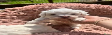 Bichon Frise Puppy 4