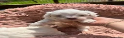 Bichon Frise dogs for sale: Bichon frise - Advert 6
