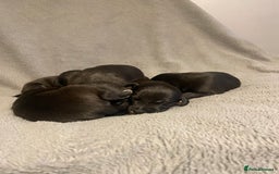 Mixed Breed dogs for sale: Beddlington whippet puppies  - Advert 6