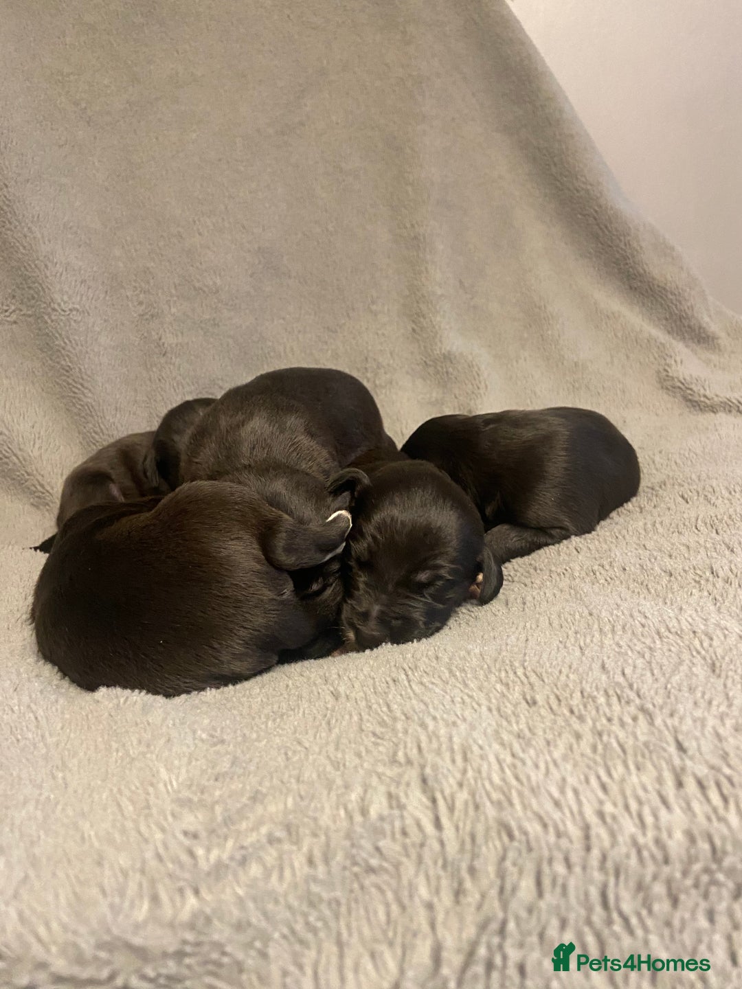 Mixed Breed dogs for sale: Beddlington whippet puppies  - Advert 6