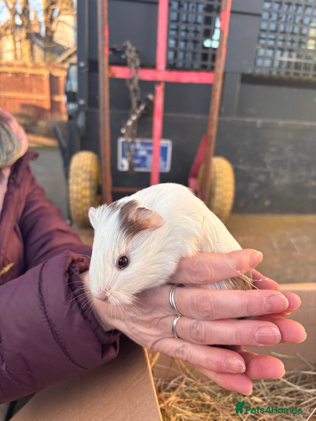 Guinea Pig rodents for sale: Guinea Pigs - Advert 9
