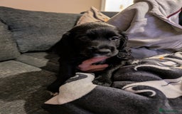 Cocker Spaniel dogs for sale: Beautiful cocker spaniel pups - Image 9
