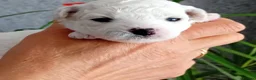 Bichon Frise dogs for sale: Bichon Frise 2 boys and 4 girls - Advert 8