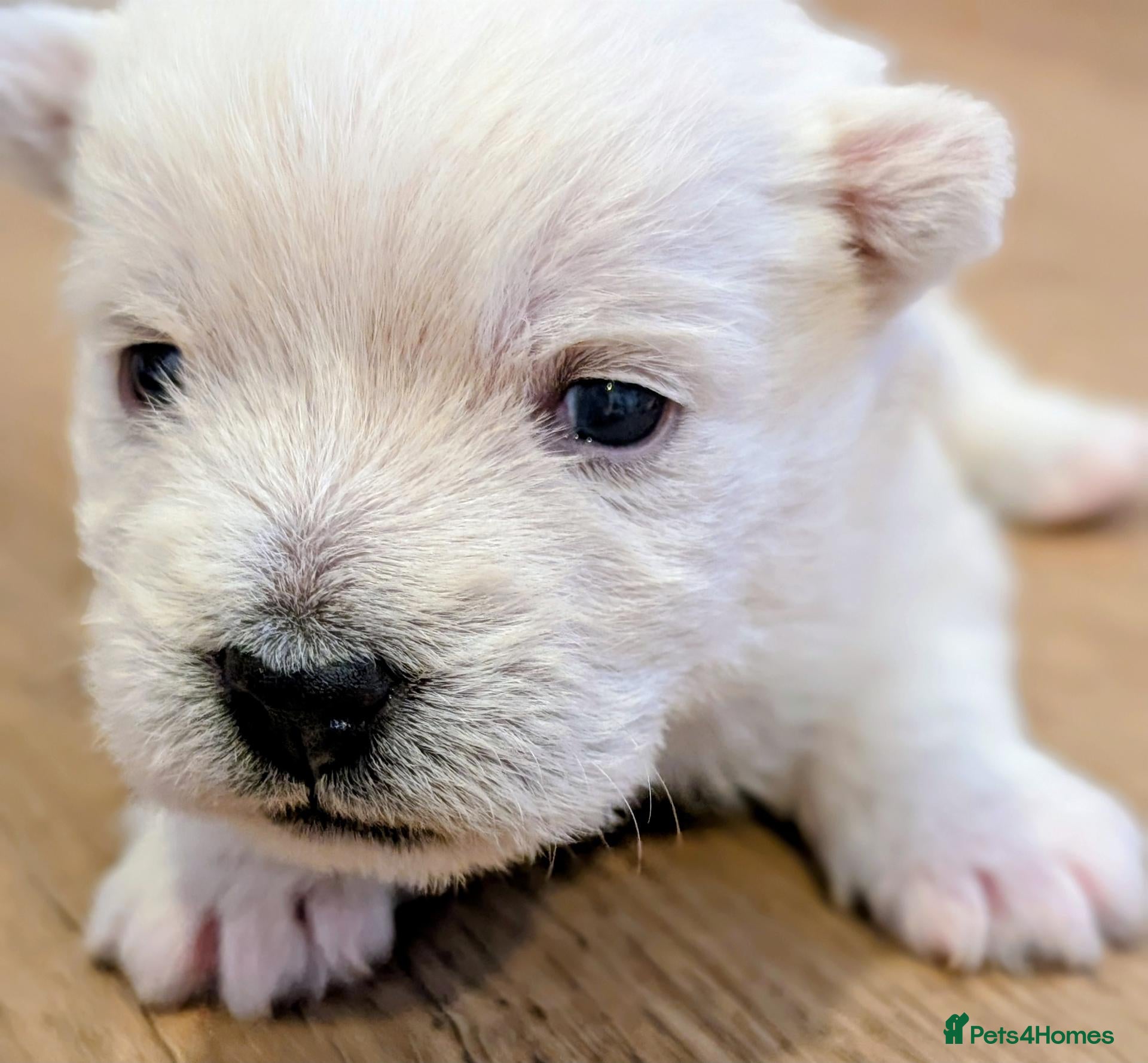 West Highland Terrier dogs Lovely KC register puppies  - Advert 8
