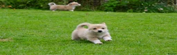 Welsh Corgi Pembroke dogs for sale: Pembroke corgi pups - Advert 8