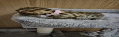 Light pink collar