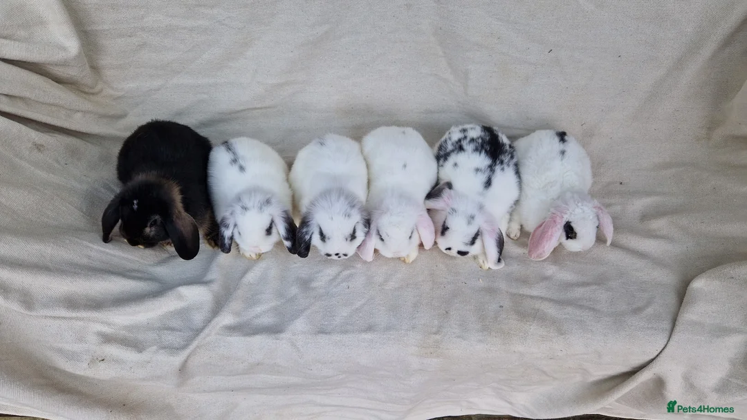 Mini Lop rabbits for sale: Mini lop baby rabbits - Advert 2
