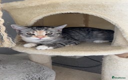 Persian cats for sale: 2 loving Persian Kittens for sale  - Image 26