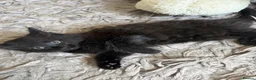Mixed Breed cats for sale: Last Available Kitten Looking for Forever Home - Advert 3