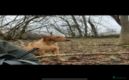 Labrador Retriever dogs for sale: Last strong lab pup ready to leave - Image 6