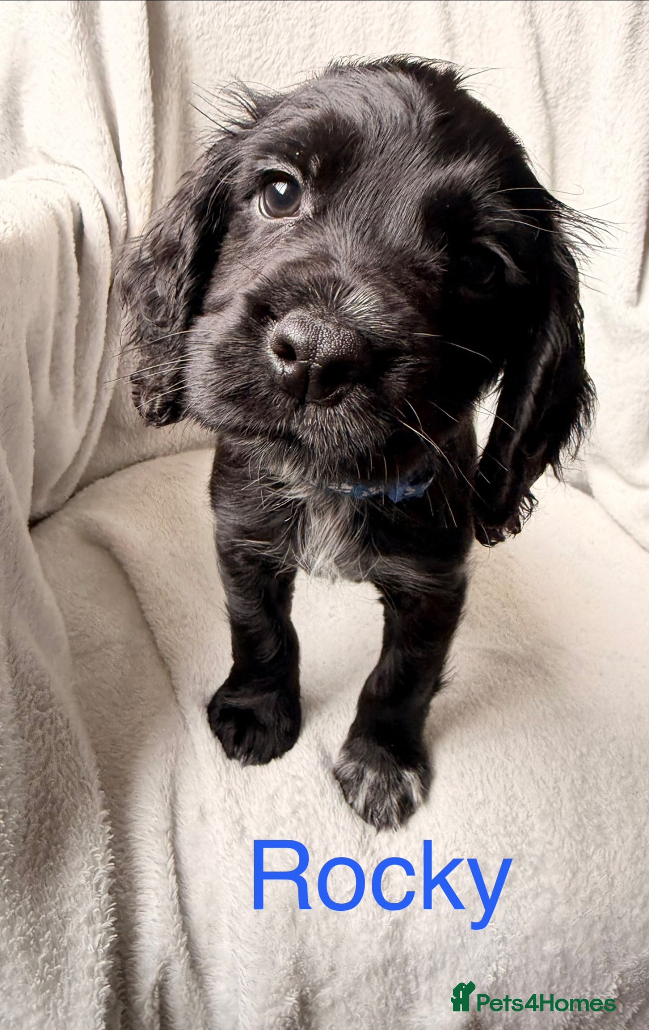 Cocker Spaniel dogs for sale: Working cocker spaniels  - Advert 6