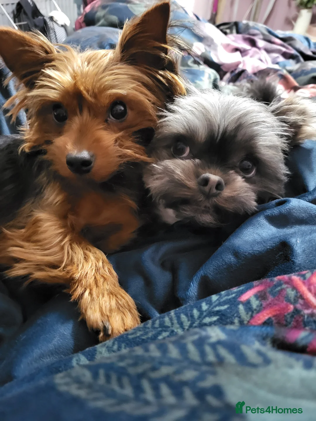 Yorkshire Terrier dogs for sale: Yorkshire terrier puppies - Advert 1