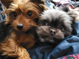 Yorkshire Terrier dogs Yorkshire terrier puppies - Advert 16