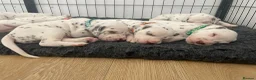 Dalmatian dogs for sale: Exceptional KC Liver Spotted Dalmatian Puppies - Advert 4