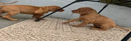 Hungarian Vizsla dogs for sale: Gunfield duel purpose - Exceptional Show & Working - Advert 10