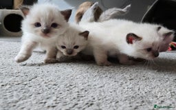 Ragdoll cats for sale: 4 Stunning Ragdolls (ready in August) in Bristol - Image 7