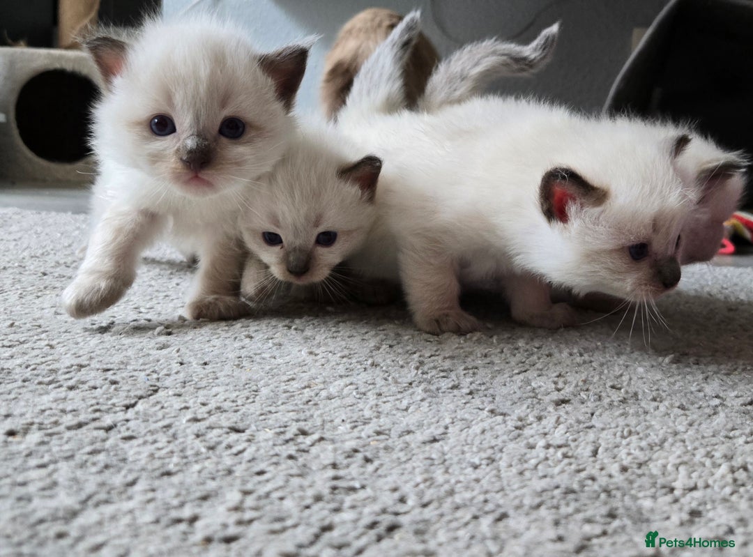 Ragdoll cats for sale: 4 Stunning Ragdolls (ready in August) in Bristol - Image 7