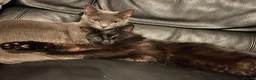 Maine Coon cats for sale: Beautiful happy kittens in London - Advert 1
